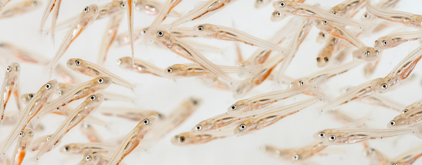 Shrimp hydrolysate for juvenile - Symrise Aqua Feed